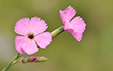 Dianthus sylvestris