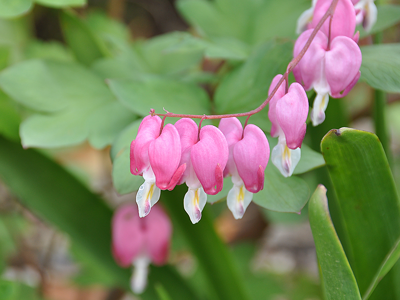 Dicentra spectabilis