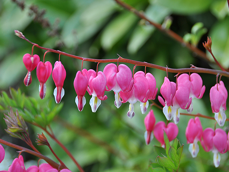 Dicentra spectabilis