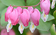 Dicentra spectabilis