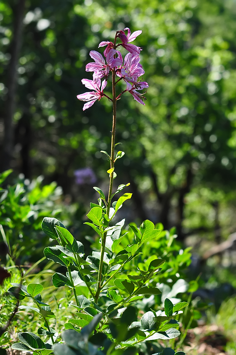 Dictamnus albus