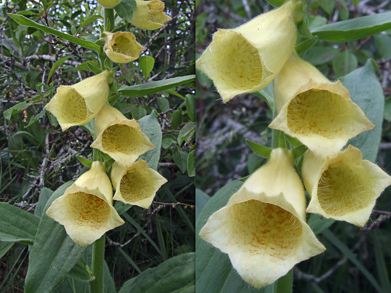 Digitalis grandiflora