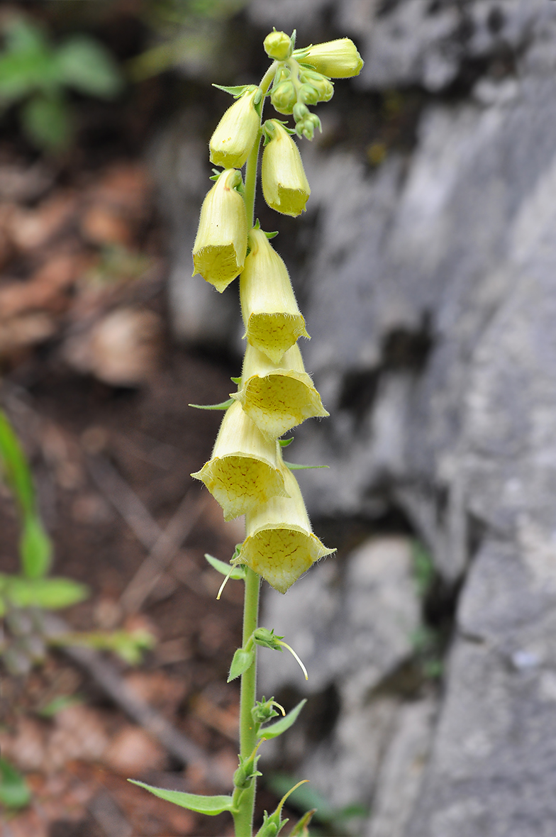 Digitalis grandiflora