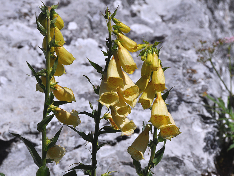 Digitalis grandiflora