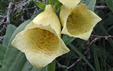 Digitalis grandiflora