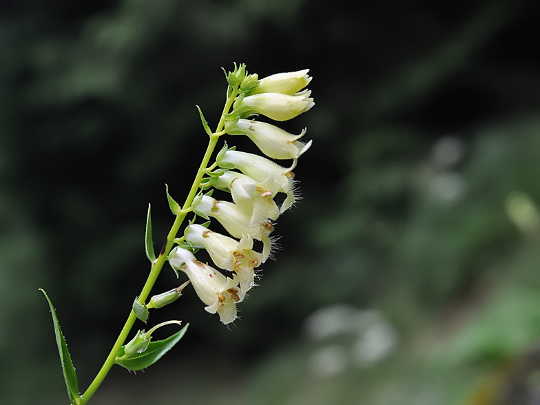 Digitalis lutea