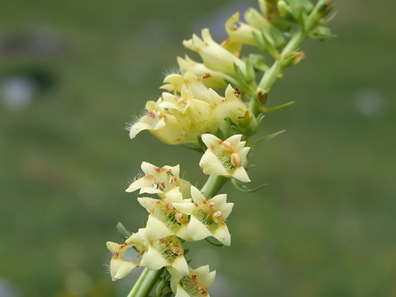 Digitalis lutea