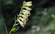 Digitalis lutea