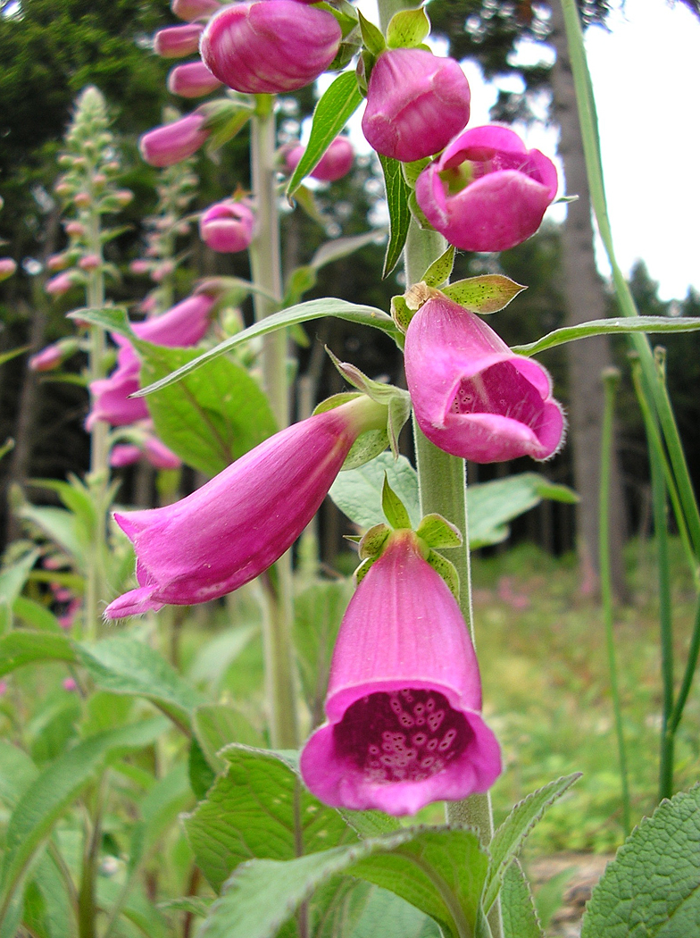 Digitalis purpurea