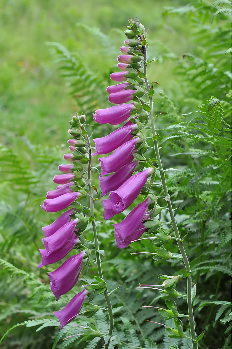 Digitalis purpurea