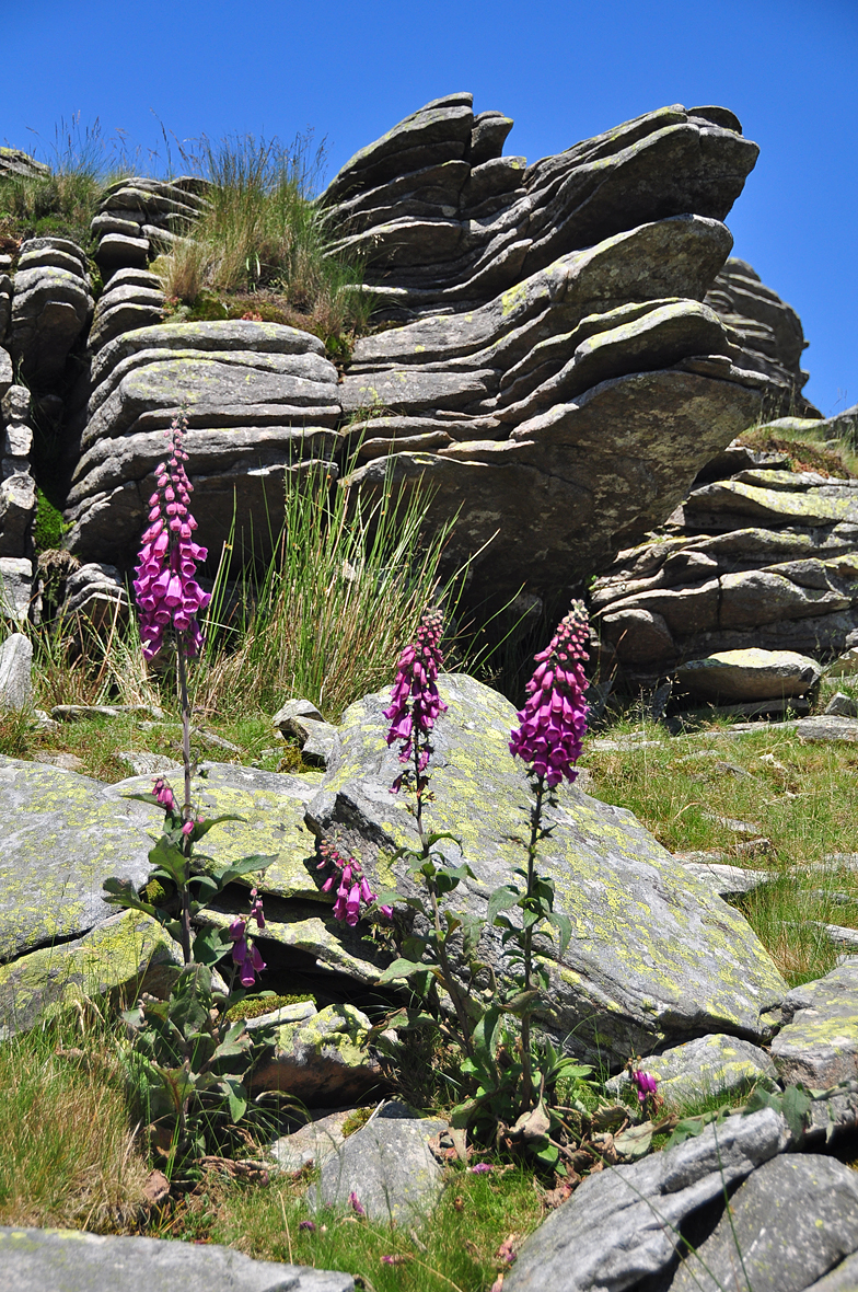 Digitalis purpurea