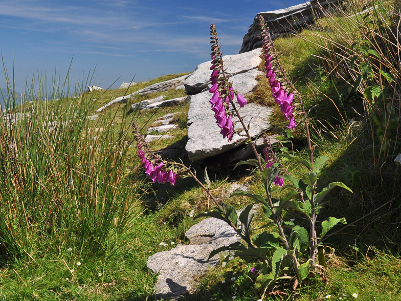 Digitalis purpurea