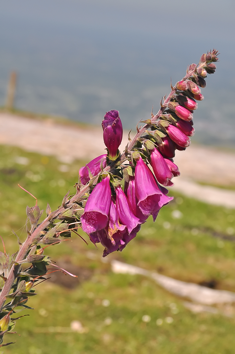 Digitalis purpurea