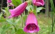 Digitalis purpurea