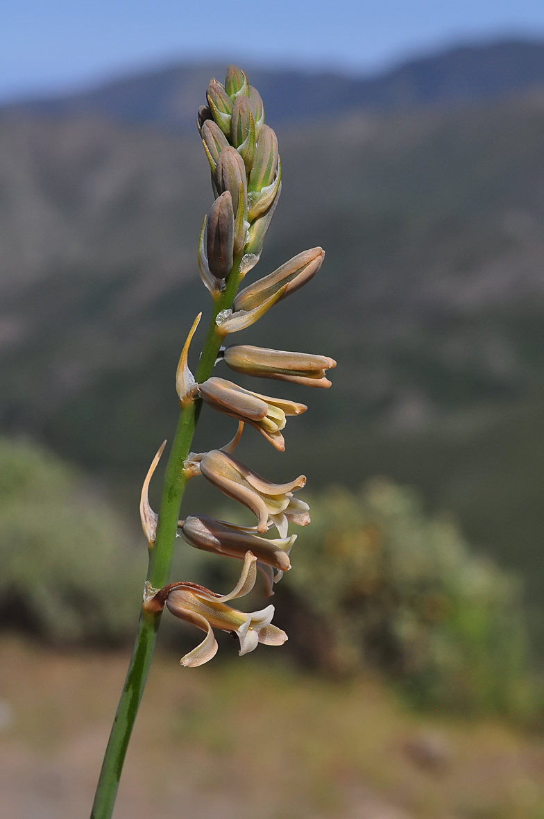 Dipcadi serotinum