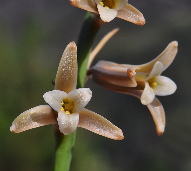 Dipcadi serotinum