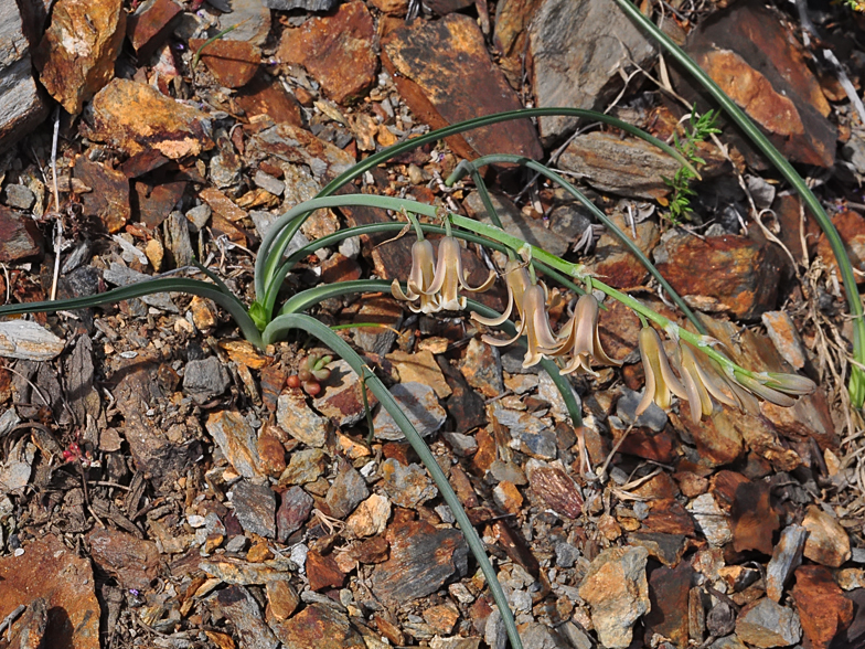 Dipcadi serotinum