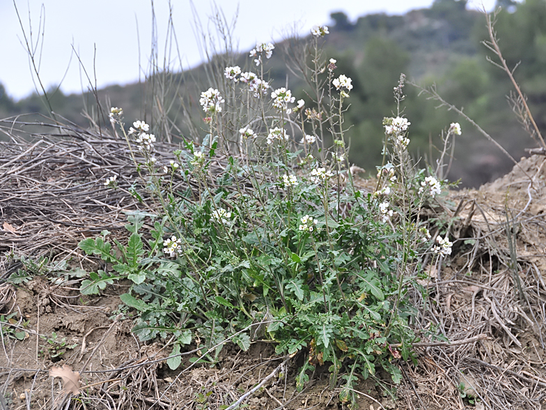 Diplotaxis erucoides