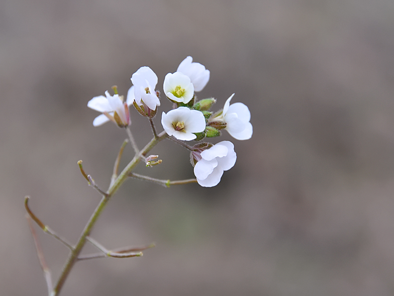 Diplotaxis erucoides