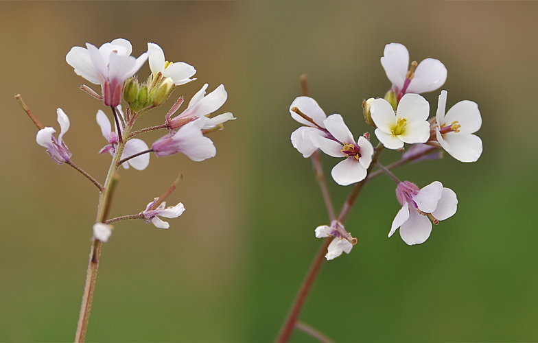 Diplotaxis erucoides