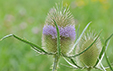 Dipsacus fullonum