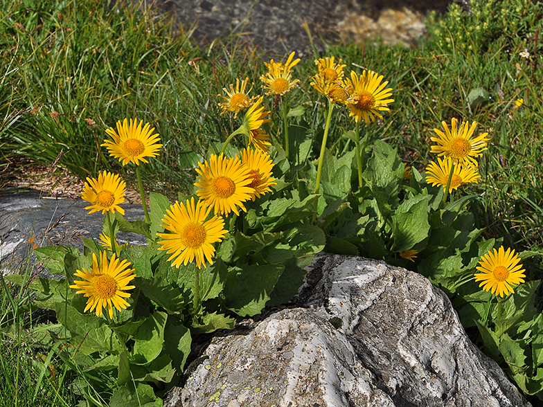 Doronicum grandiflorum