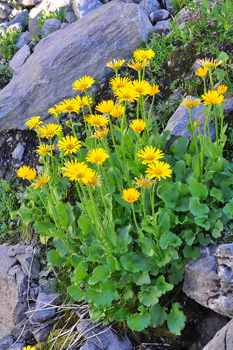 Doronicum grandiflorum