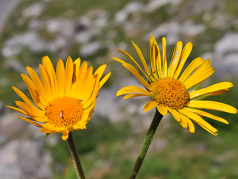 Doronicum grandiflorum