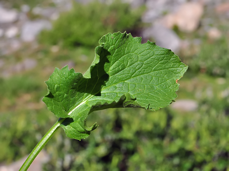 Doronicum grandiflorum