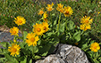 Doronicum grandiflorum