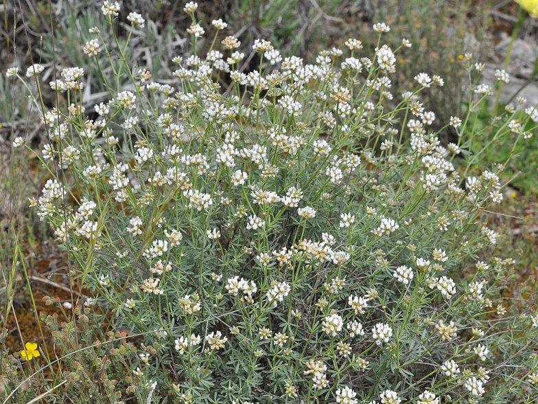 Dorycnium pentaphyllum