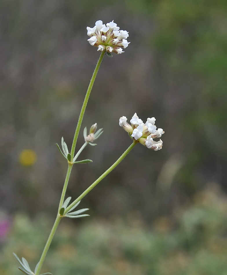 Dorycnium pentaphyllum