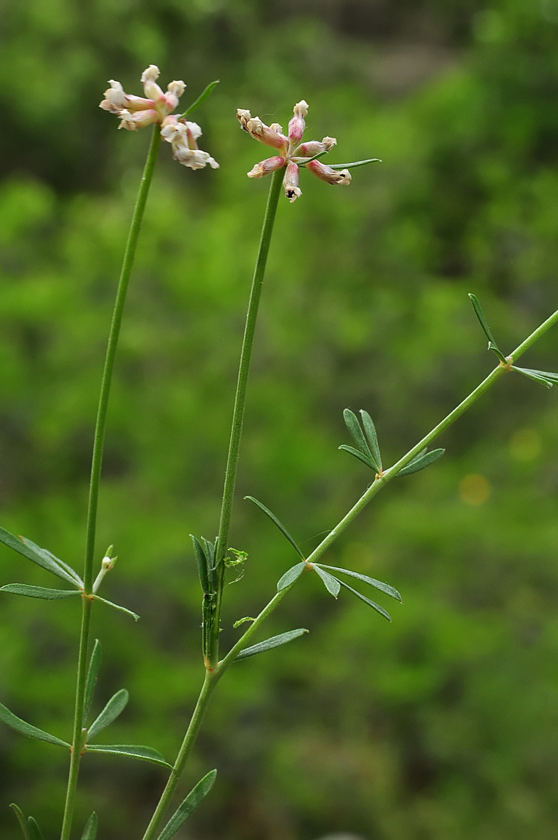 Dorycnium pentaphyllum