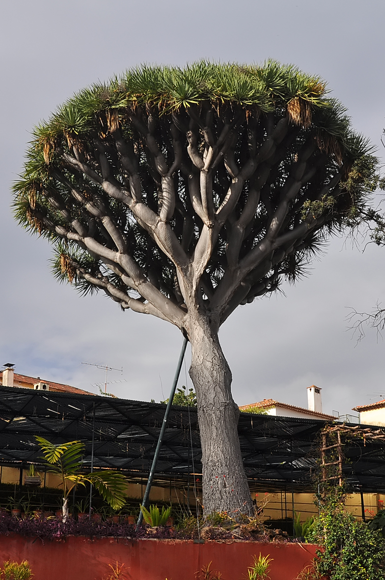 Dracaena draco