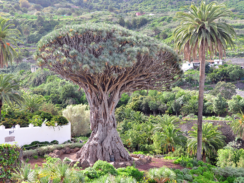 Dracaena draco