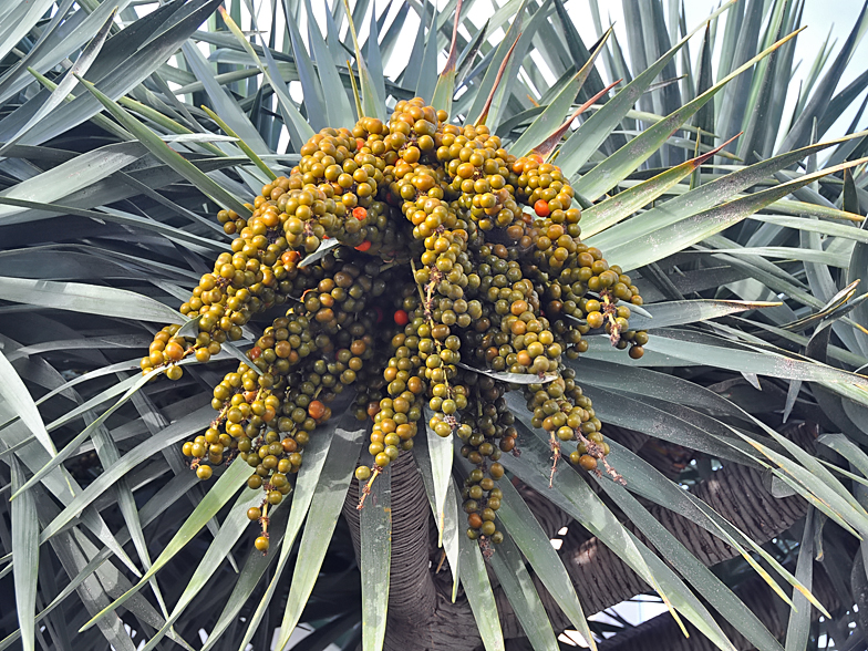 Dracaena draco