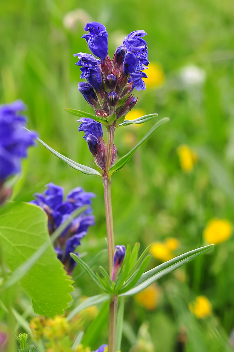 Dracocephalum ruyschiana