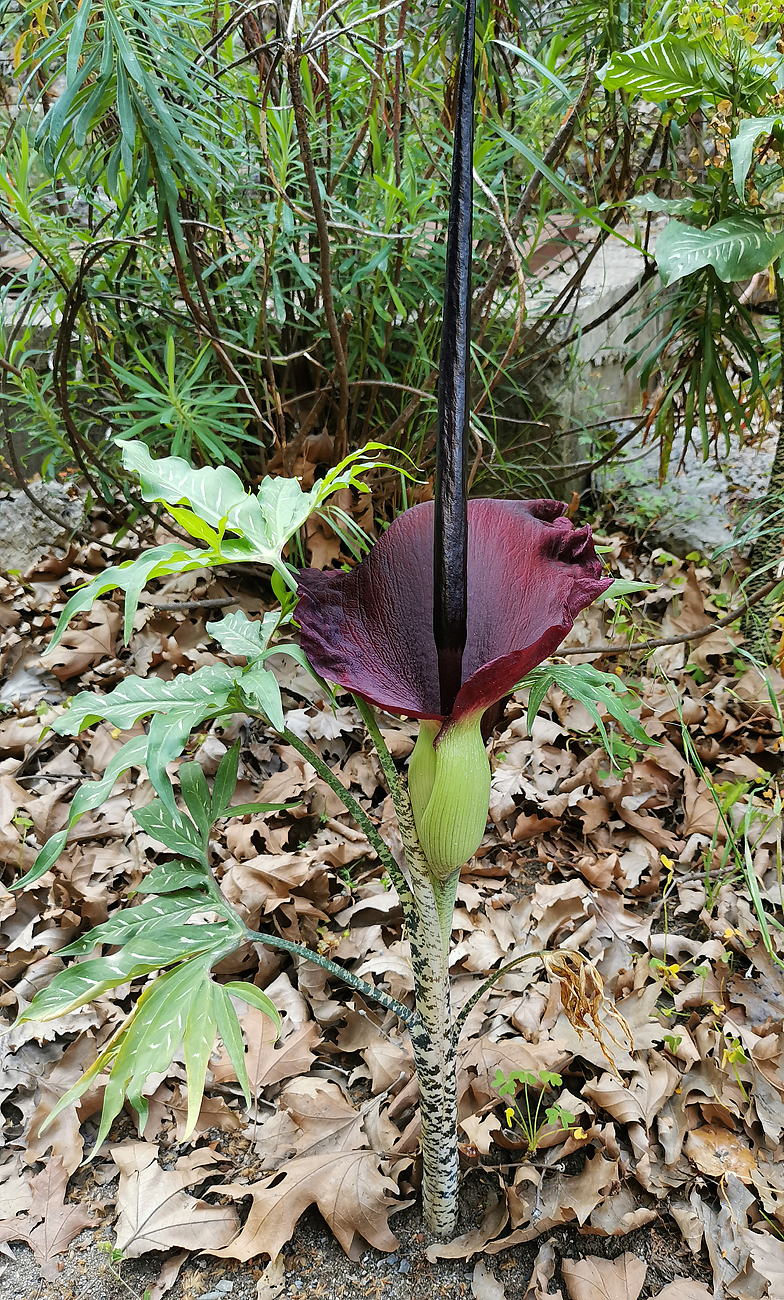 Dracunculus vulgaris