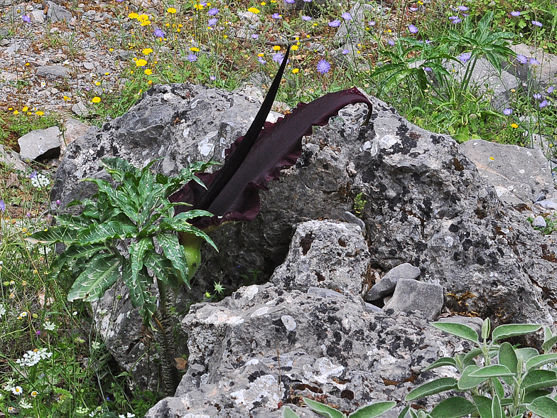 Dracunculus vulgaris