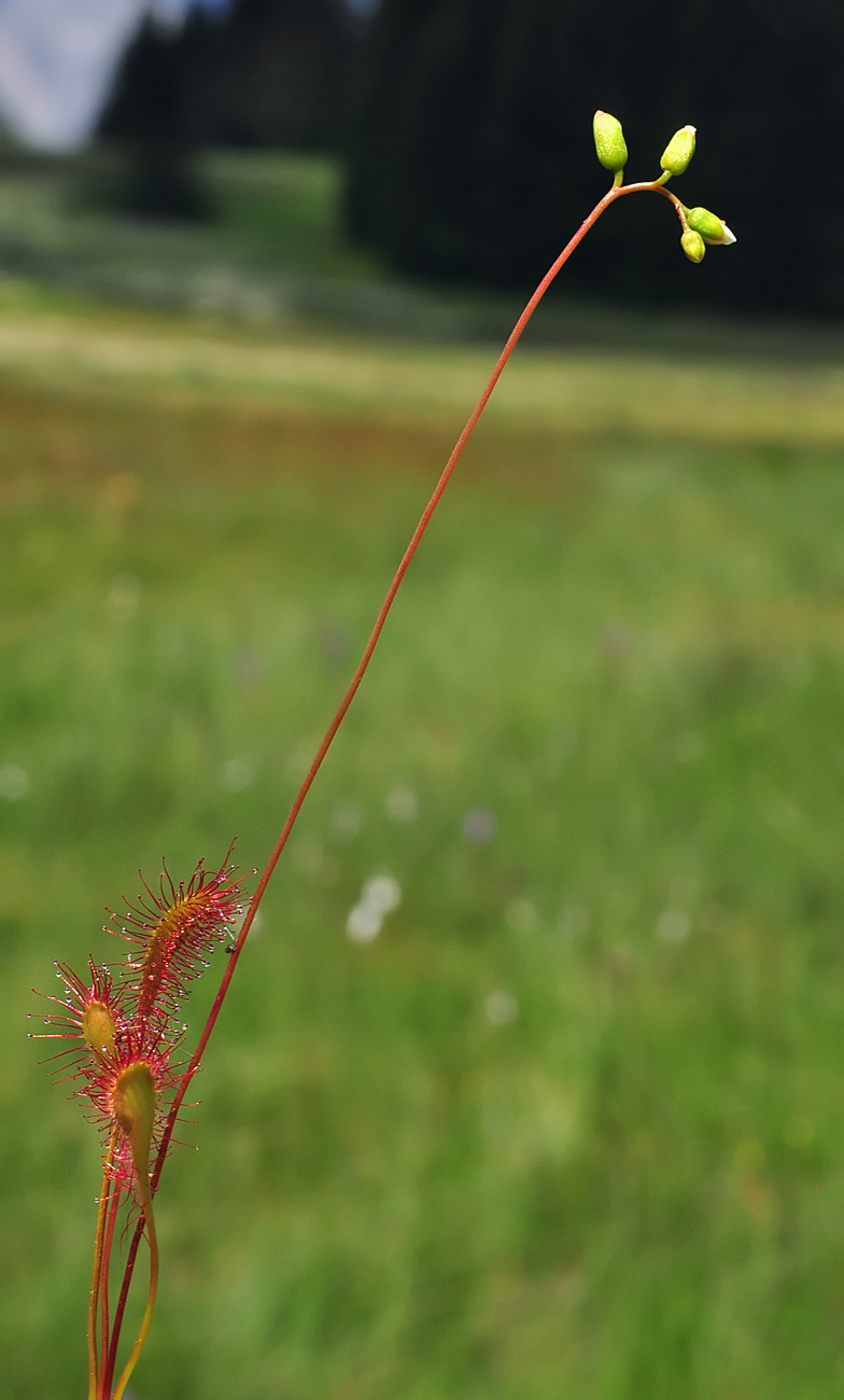 Drosera cf anglica