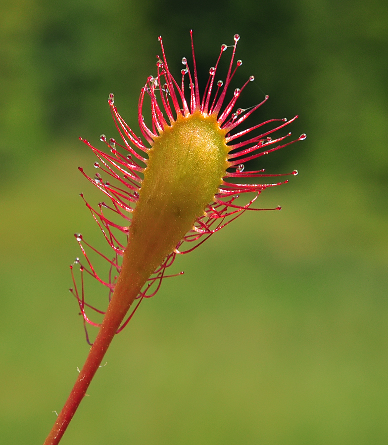 Drosera cf anglica