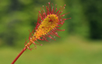 Drosera cf anglica