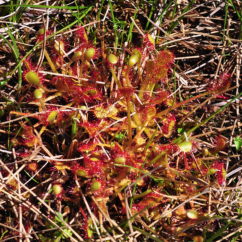 Drosera obovata