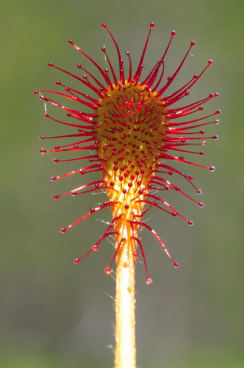 Drosera x obovata