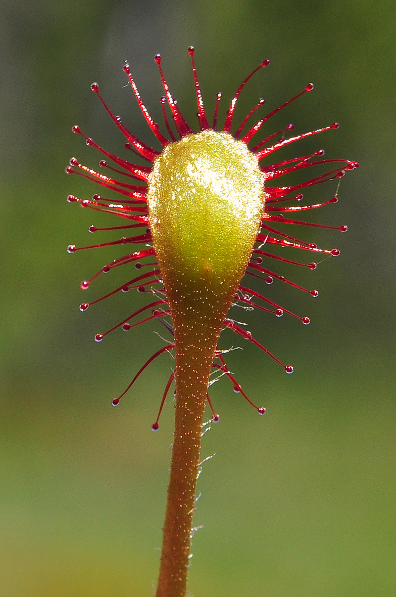 Drosera x obovata