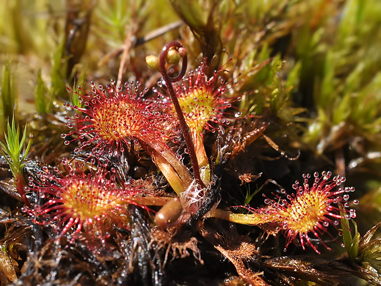 Drosera rotundifolia