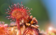 Drosera rotundifolia