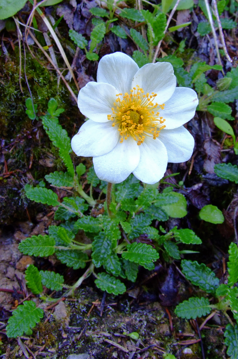 Dryas octopetala