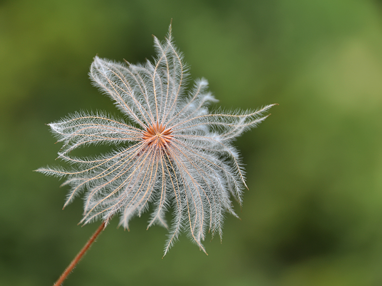 Dryas octopetala