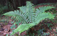 Dryopteris filix mas